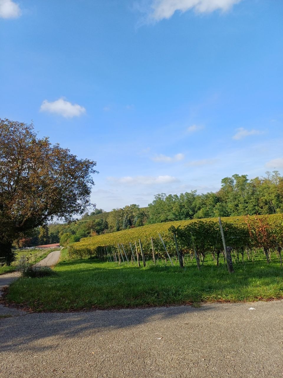 Reihenhaus in Auggen im Markgräflerland