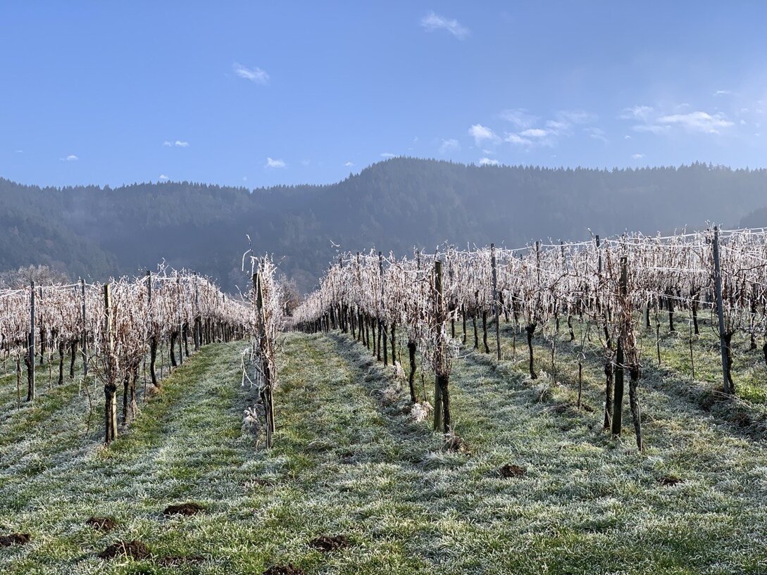 Weinberge im Markgräflerland in Südbaden